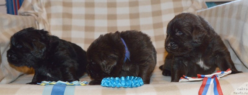 Фото: ньюфаундленд Сент Джонс Юстиния Юлия (Sent Djons Yustiniya Yuliya)