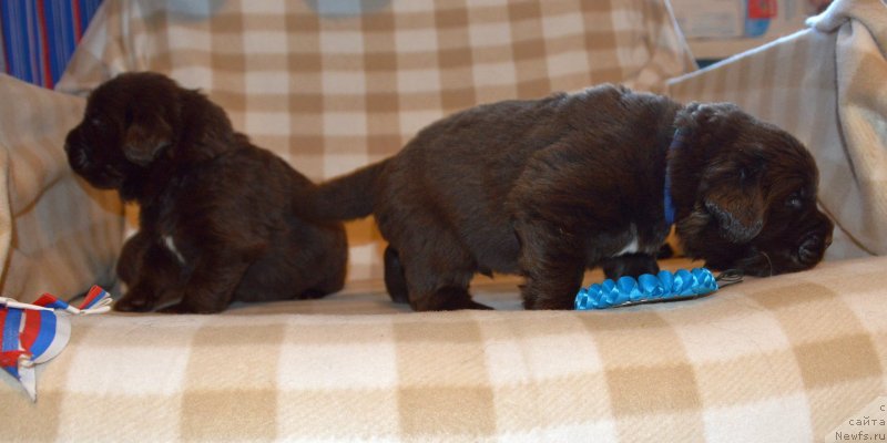 Фото: ньюфаундленд Сент Джонс Юстиния Юлия (Sent Djons Yustiniya Yuliya)