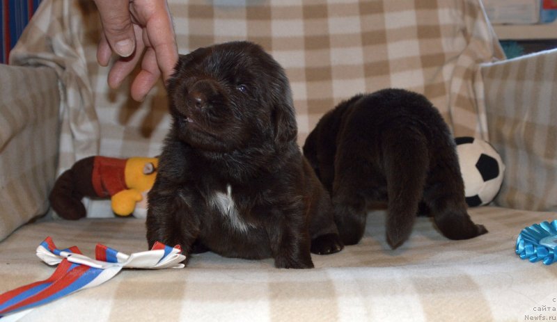 Фото: ньюфаундленд Сент Джонс Юстиния Юлия (Sent Djons Yustiniya Yuliya)