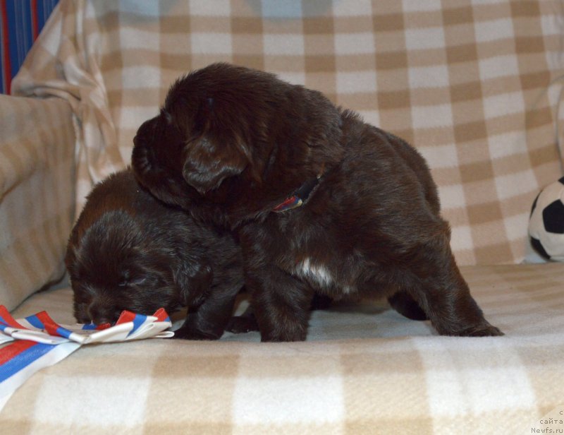 Фото: ньюфаундленд Сент Джонс Юстиния Юлия (Sent Djons Yustiniya Yuliya)