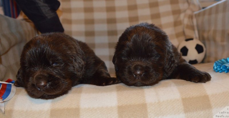 Фото: ньюфаундленд Сент Джонс Юстиния Юлия (Sent Djons Yustiniya Yuliya)