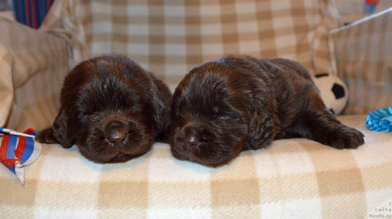 Фото: ньюфаундленд Сент Джонс Юстиния Юлия (Sent Djons Yustiniya Yuliya)