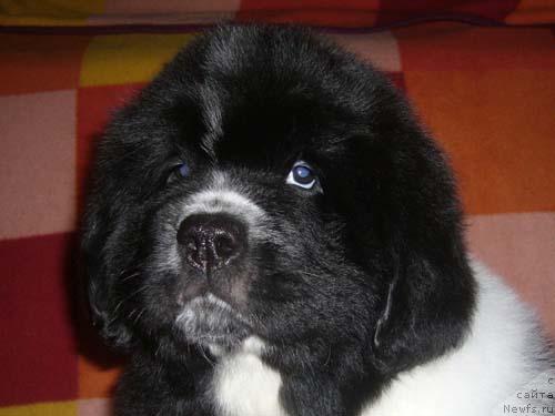 Фото: ньюфаундленд Супер Бизон Гера