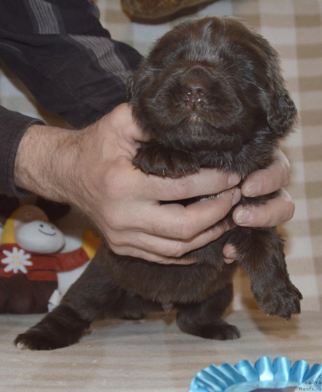 Фото: ньюфаундленд Сент Джонс Юстиния Юлия (Sent Djons Yustiniya Yuliya)