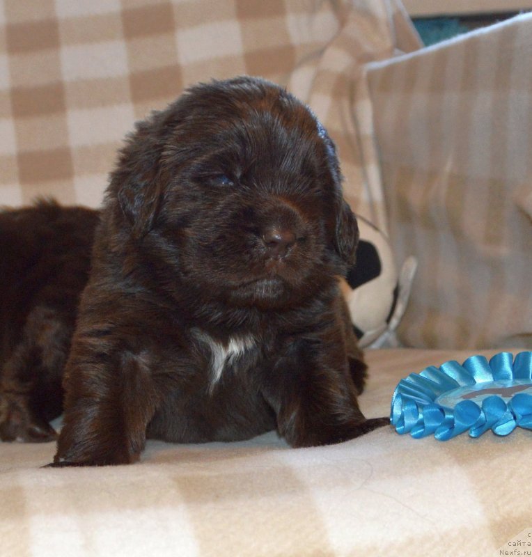 Фото: ньюфаундленд Сент Джонс Юстиния Юлия (Sent Djons Yustiniya Yuliya)