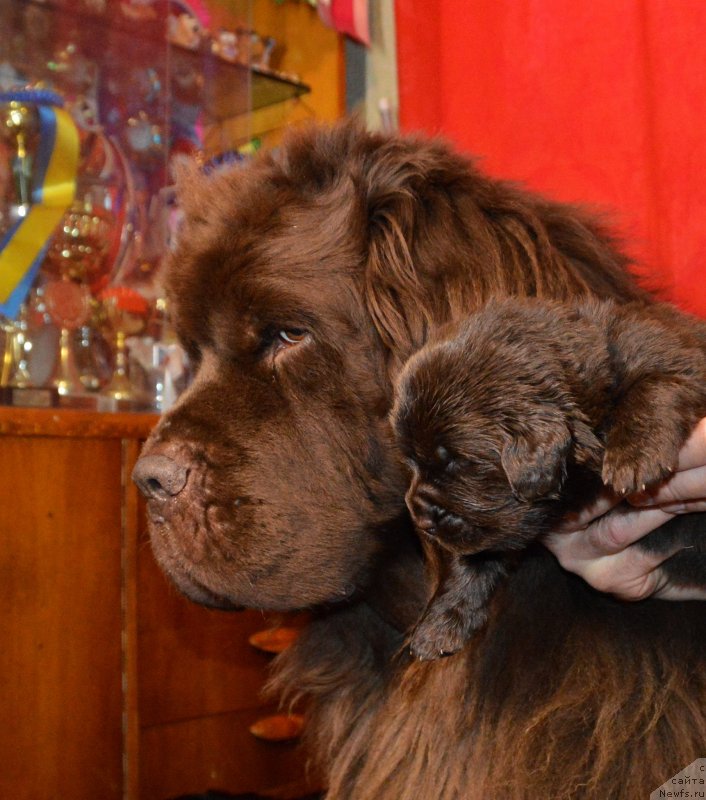 Фотография № 243062