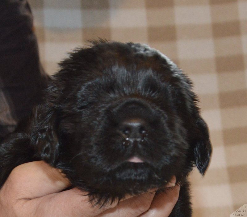 Фото: ньюфаундленд Сент Джонс Юстиния Юлия (Sent Djons Yustiniya Yuliya)