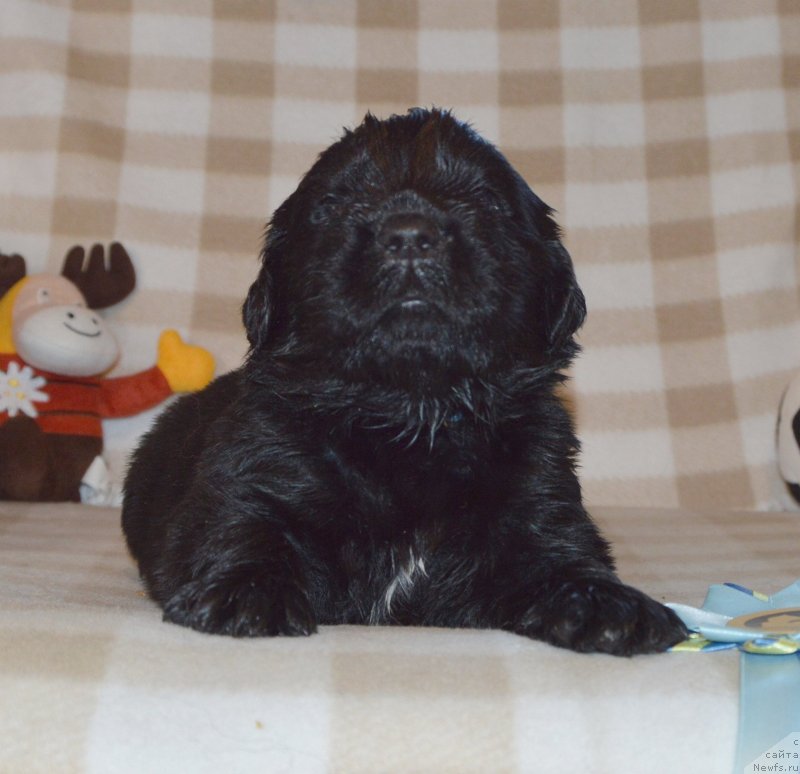 Фото: ньюфаундленд Сент Джонс Юстиния Юлия (Sent Djons Yustiniya Yuliya)