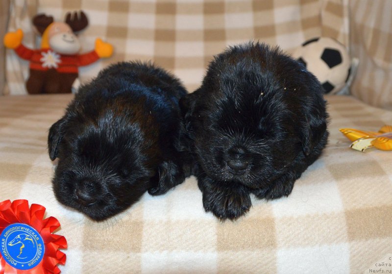 Фото: ньюфаундленд Сент Джонс Юстиния Юлия (Sent Djons Yustiniya Yuliya)