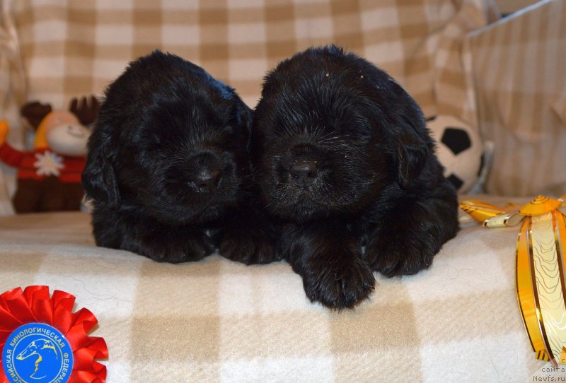 Фото: ньюфаундленд Сент Джонс Юстиния Юлия (Sent Djons Yustiniya Yuliya)