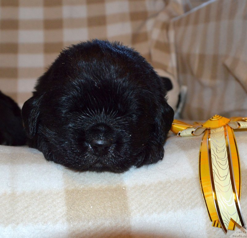 Фото: ньюфаундленд Сент Джонс Юстиния Юлия (Sent Djons Yustiniya Yuliya)