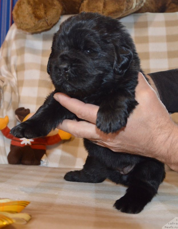 Фото: ньюфаундленд Сент Джонс Юстиния Юлия (Sent Djons Yustiniya Yuliya)