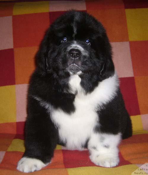 Фото: ньюфаундленд Супер Бизон Гера