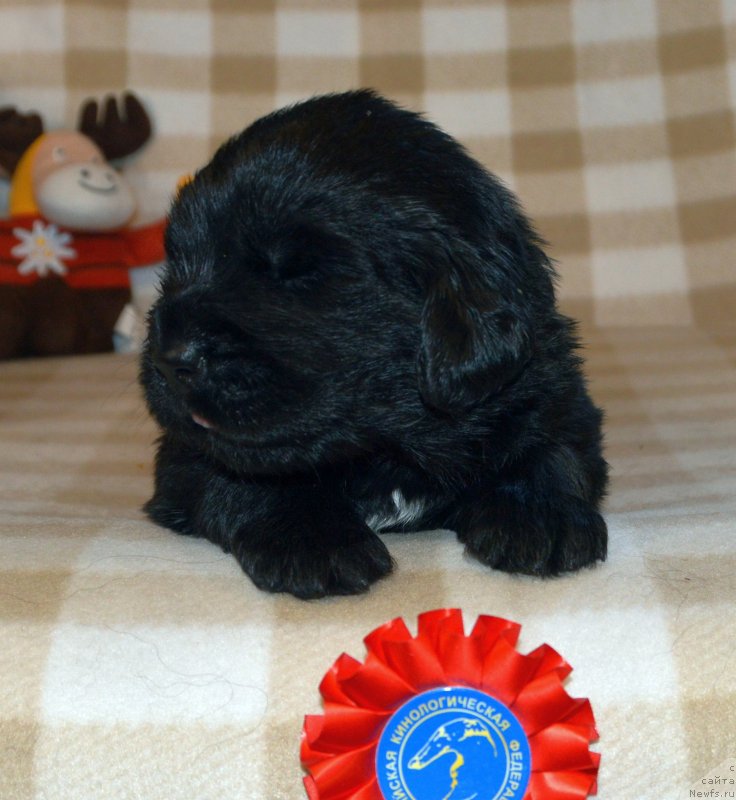 Фото: ньюфаундленд Сент Джонс Юстиния Юлия (Sent Djons Yustiniya Yuliya)