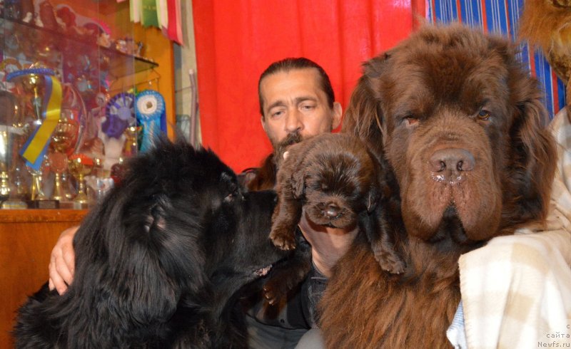 Фото: ньюфаундленд Сент Джонс Юстиния Юлия (Sent Djons Yustiniya Yuliya), ньюфаундленд I Follow The Sun de L'Etoile de Cyrice