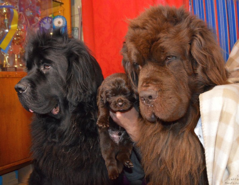 Фото: ньюфаундленд Сент Джонс Юстиния Юлия (Sent Djons Yustiniya Yuliya), ньюфаундленд I Follow The Sun de L'Etoile de Cyrice