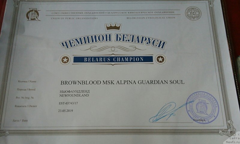 Фото: ньюфаундленд Браунблад МСК Альпина Гуардиан Соул (Brownblood MSK Alpina Guardian Soul)