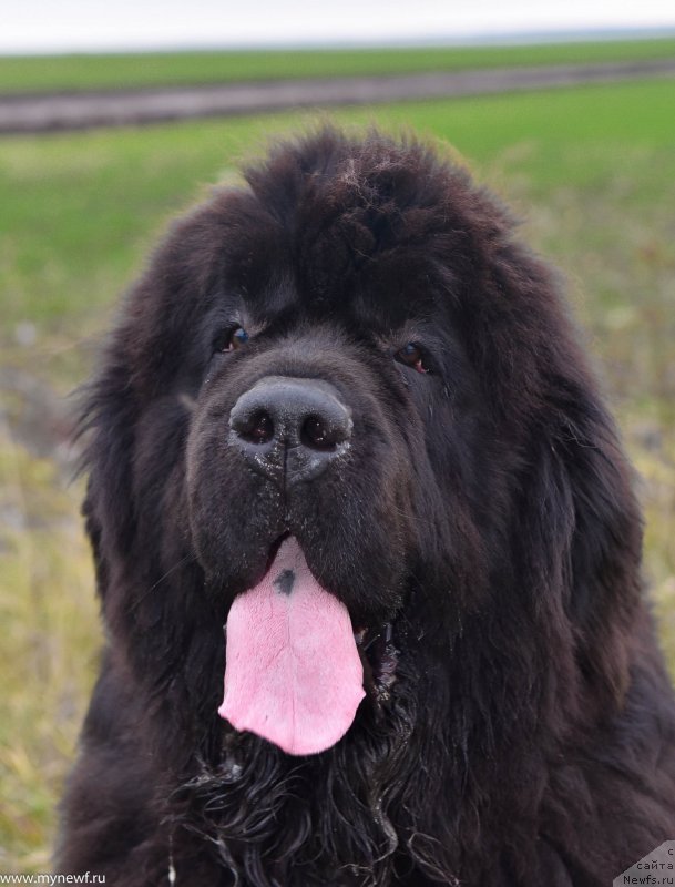 Фото: ньюфаундленд Дак Прайд Винтаж (Dark Pride Vintage)