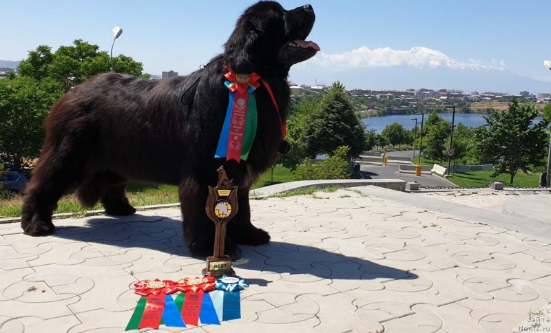 Фото: ньюфаундленд Акватория Келвин Навигатор (Aquatoriya Kelvin Navigator)