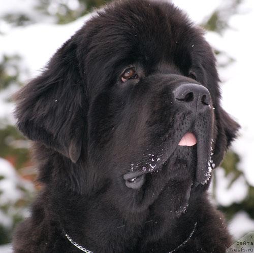 Фото: ньюфаундленд Бегущая по Волнам Вся Такая Растакая (Beguschaya po Volnam Vsya Takaya Rastakaya)