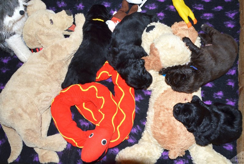 Фото: щенки, ньюфаундленд I Follow The Sun de L'Etoile de Cyrice, ньюфаундленд Сент Джонс Юстиния Юлия (Sent Djons Yustiniya Yuliya)