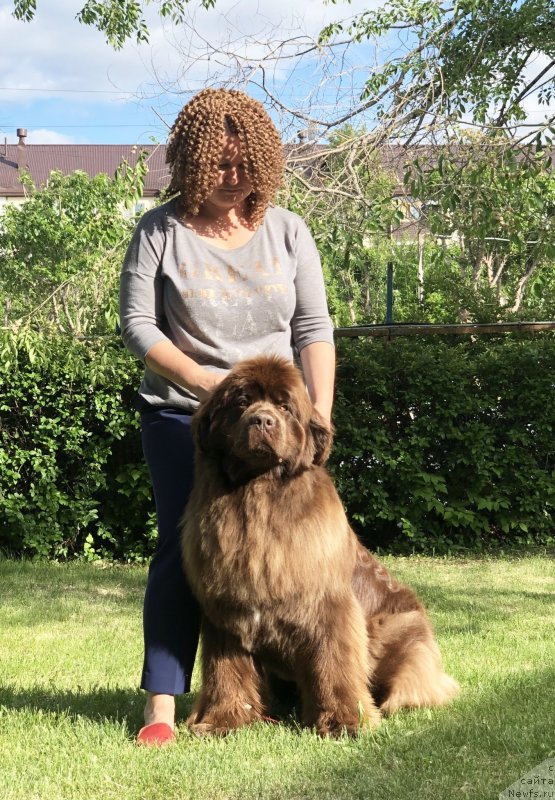 Фото: ньюфаундленд Aquatoriya Kelvin New Happiness