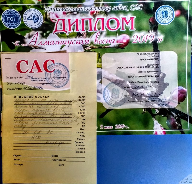 Фото: ньюфаундленд Альфа Дар Окса Верка Сердючка