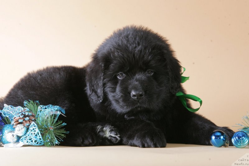 Фото: ньюфаундленд Ардеи Лакки Стар