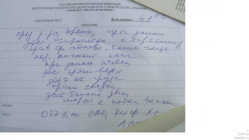 Фото: ньюфаундленд Парки из Антаграда (Parki is Antagrada)