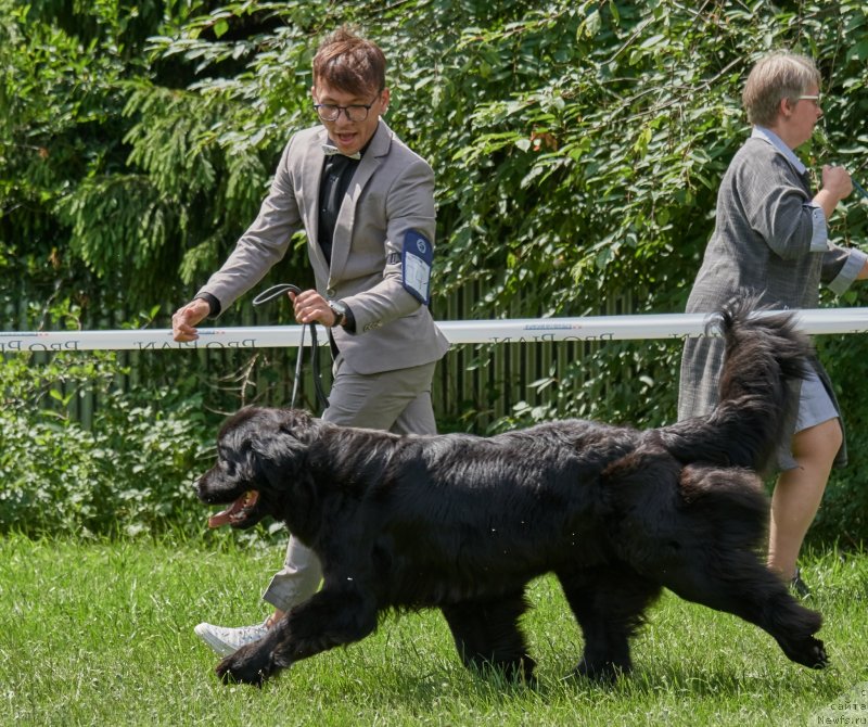 Фото: ньюфаундленд Парки из Антаграда (Parki is Antagrada)