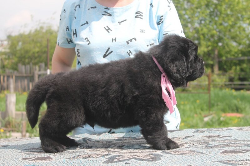 Фотография № 243108