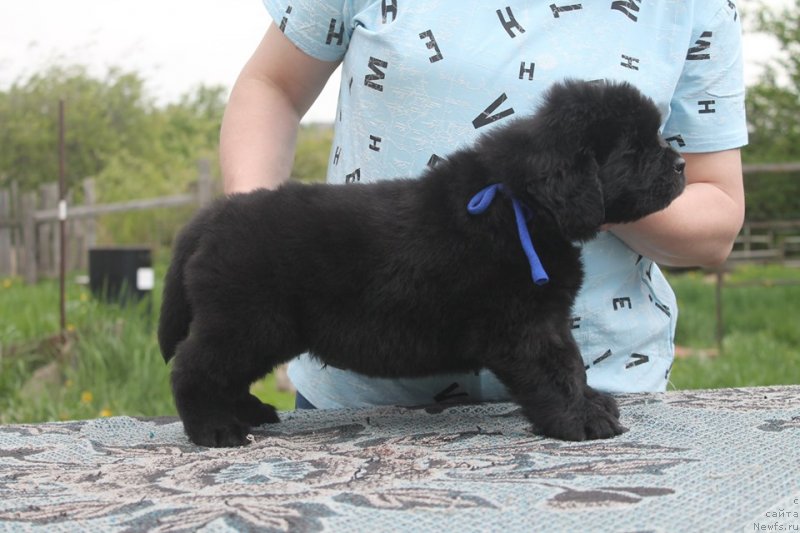 Фотография № 243109