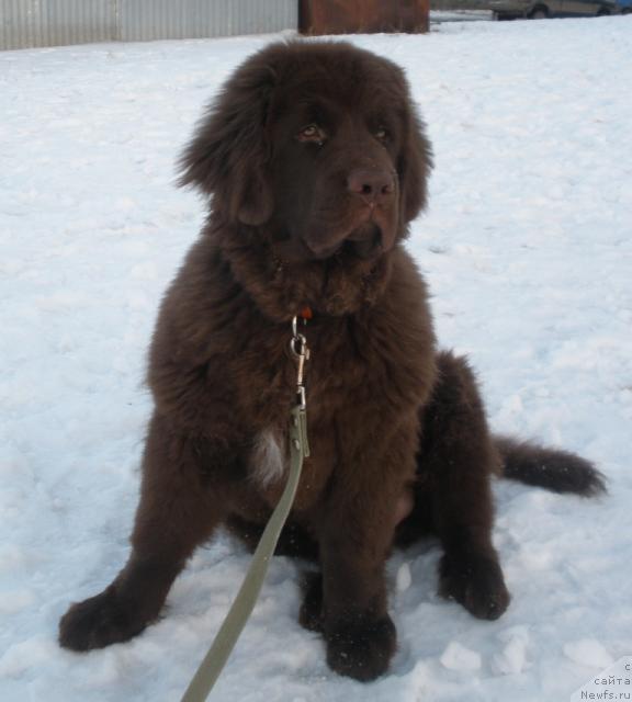 Фото: ньюфаундленд Лесная Сказка Королевский Медведь (Lesnaja Skazka Korolevskiy Medved)
