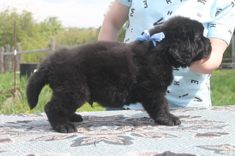 Фотография № 243110