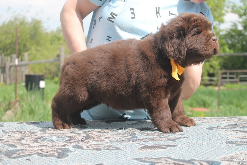 Фотография № 243111