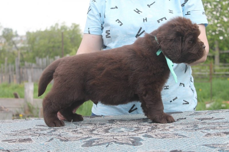 Фотография № 243112