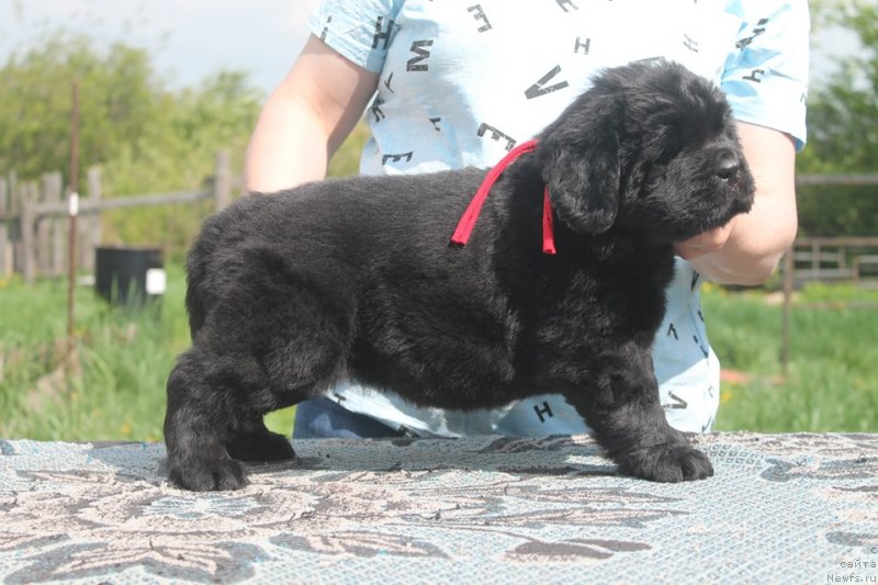 Фотография № 243113