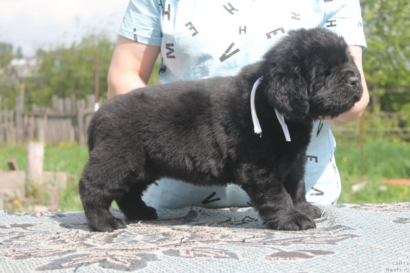 Фотография № 243114