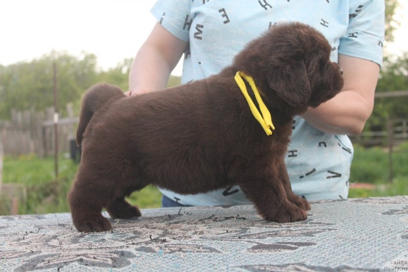 Фотография № 243115