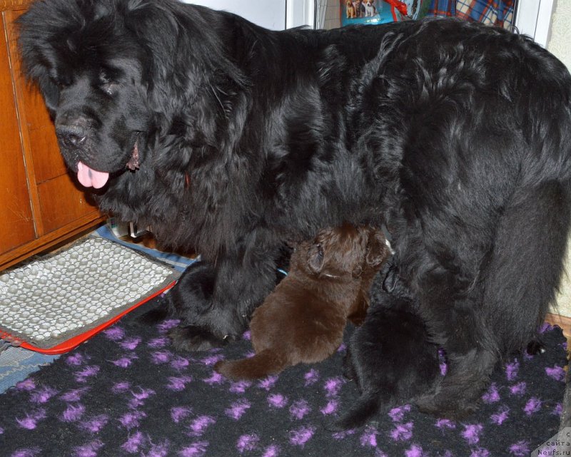 Фото: ньюфаундленд Сент Джонс Юстиния Юлия (Sent Djons Yustiniya Yuliya), и щенки от, ньюфаундленд I Follow The Sun de L'Etoile de Cyrice