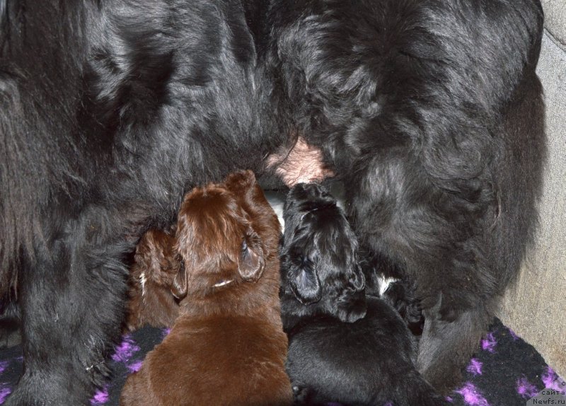 Фото: ньюфаундленд Сент Джонс Юстиния Юлия (Sent Djons Yustiniya Yuliya), и щенки от, ньюфаундленд I Follow The Sun de L'Etoile de Cyrice