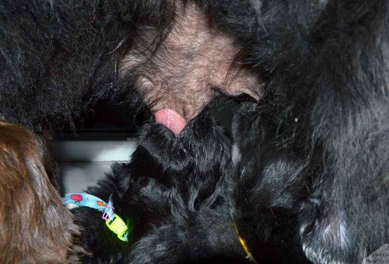 Фото: ньюфаундленд Сент Джонс Юстиния Юлия (Sent Djons Yustiniya Yuliya), и щенки от, ньюфаундленд I Follow The Sun de L'Etoile de Cyrice