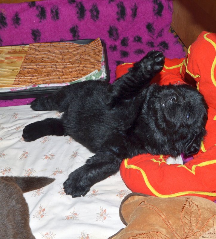Фото: щенки от, ньюфаундленд Сент Джонс Юстиния Юлия (Sent Djons Yustiniya Yuliya), ньюфаундленд I Follow The Sun de L'Etoile de Cyrice