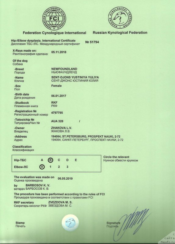 Фото: ньюфаундленд Сент Джонс Юстиния Юлия (Sent Djons Yustiniya Yuliya)