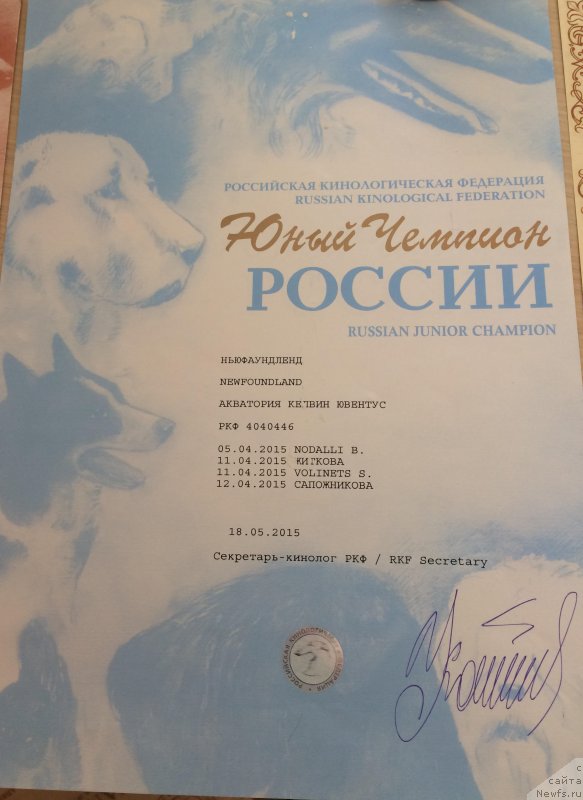 Фото: ньюфаундленд Акватория Келвин Ювентус (Aquatoriya Kelvin Yuventus)