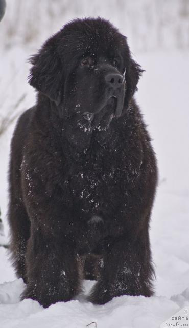 Фото: ньюфаундленд Бегущая по Волнам Вся Такая Растакая (Beguschaya po Volnam Vsya Takaya Rastakaya)