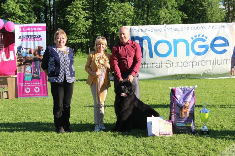 Фото: ньюфаундленд Вятский Медведь Непобедимая Жанна (Vyatskiy Medved Nepobedimaya Janna)