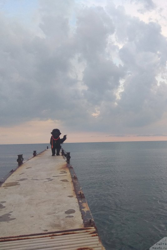 Фото: ньюфаундленд Черный Чанк с Берега Дона (Chernyj Chank s Berega Dona)