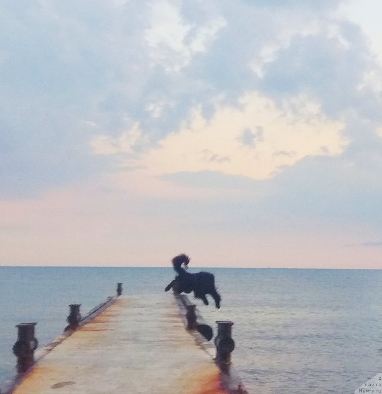 Фото: ньюфаундленд Черный Чанк с Берега Дона (Chernyj Chank s Berega Dona)