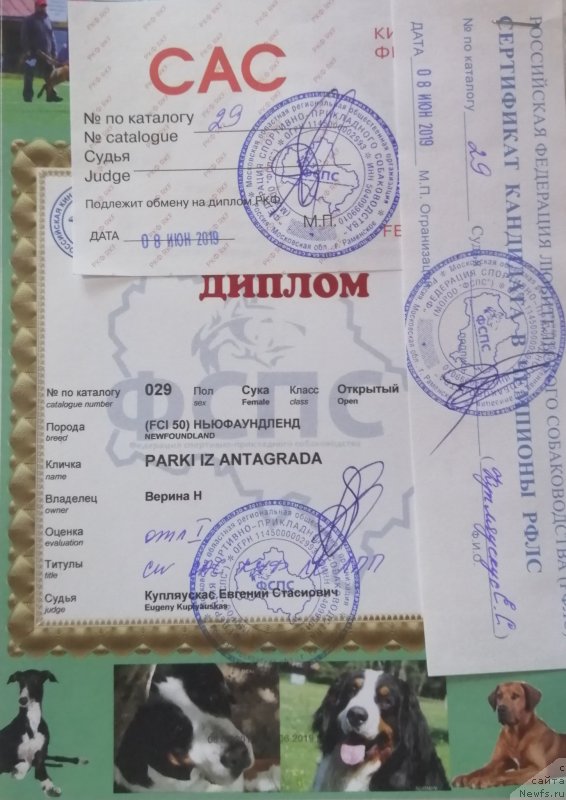 Фото: ньюфаундленд Парки из Антаграда (Parki is Antagrada)